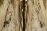 Tall Colorful Petrified Wood Bookends - Washington #338272-1